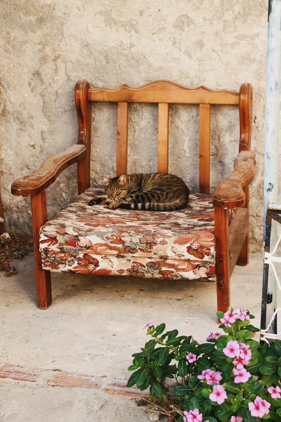 CretaCat