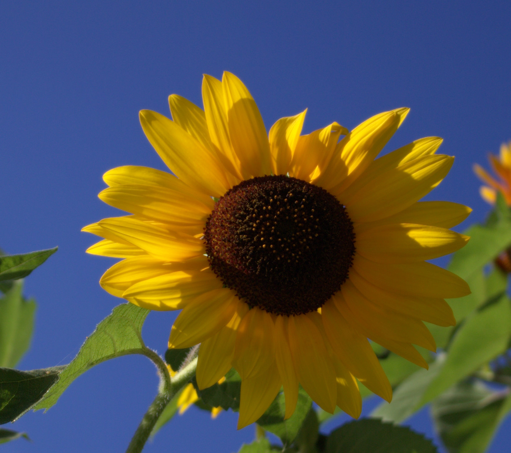 SunFlw_0153