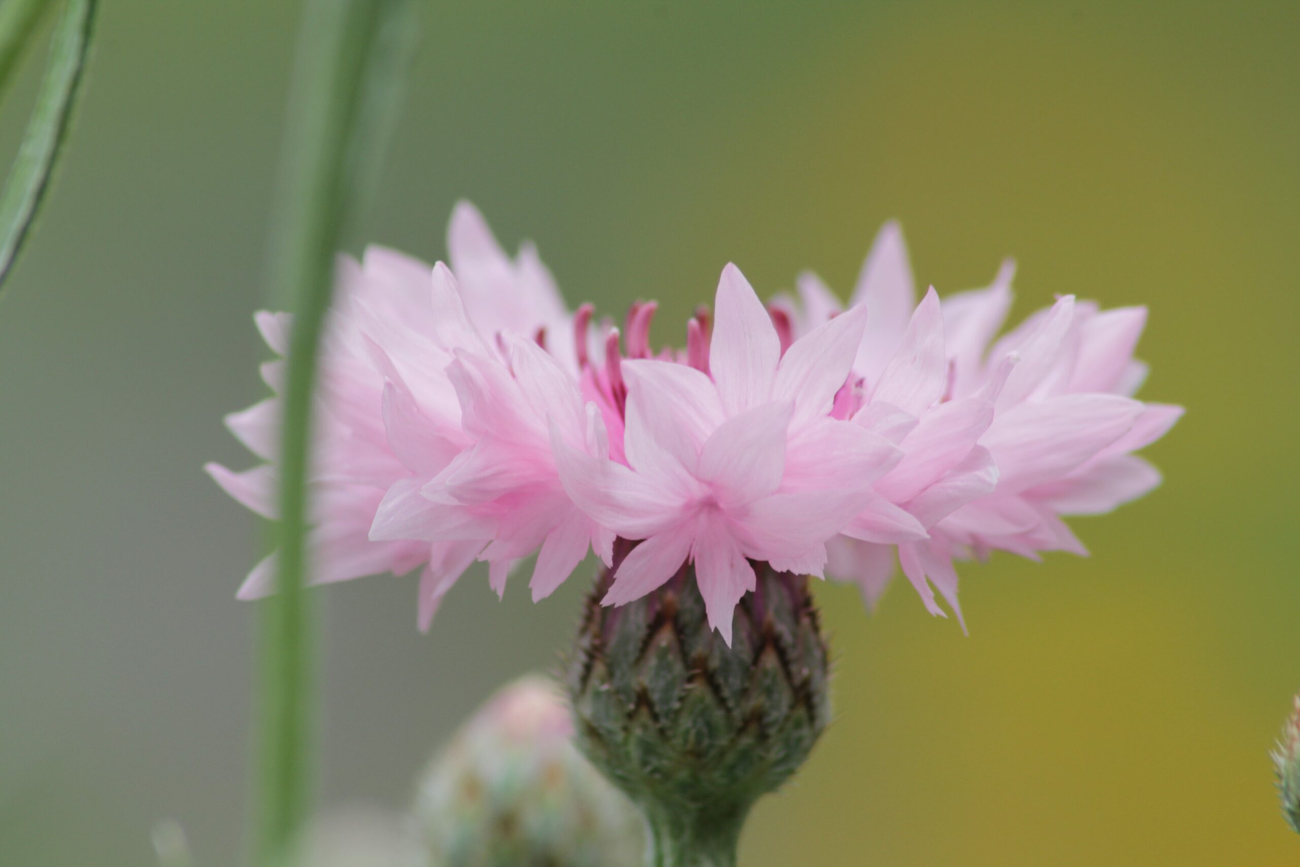 Kornblume2