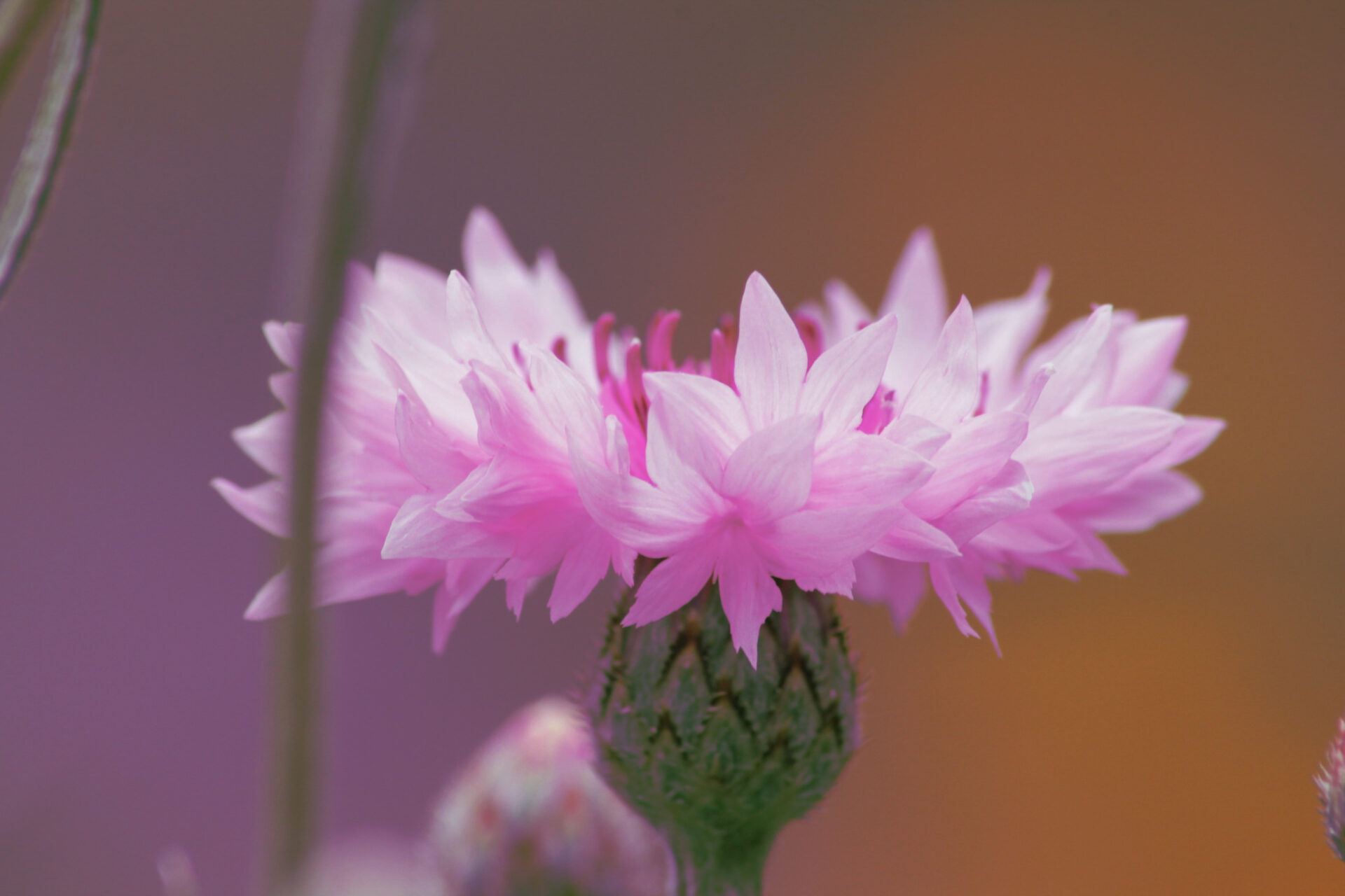 Kornblume2c