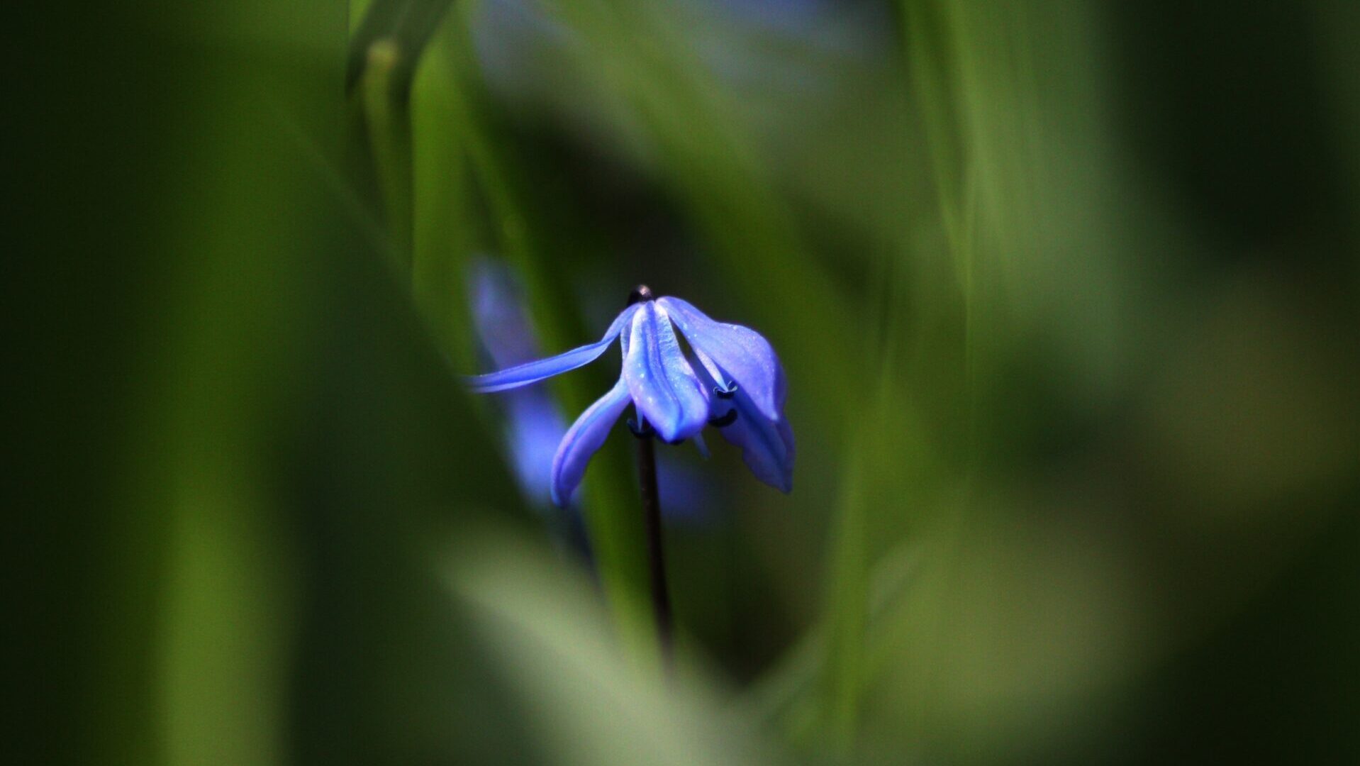Viola