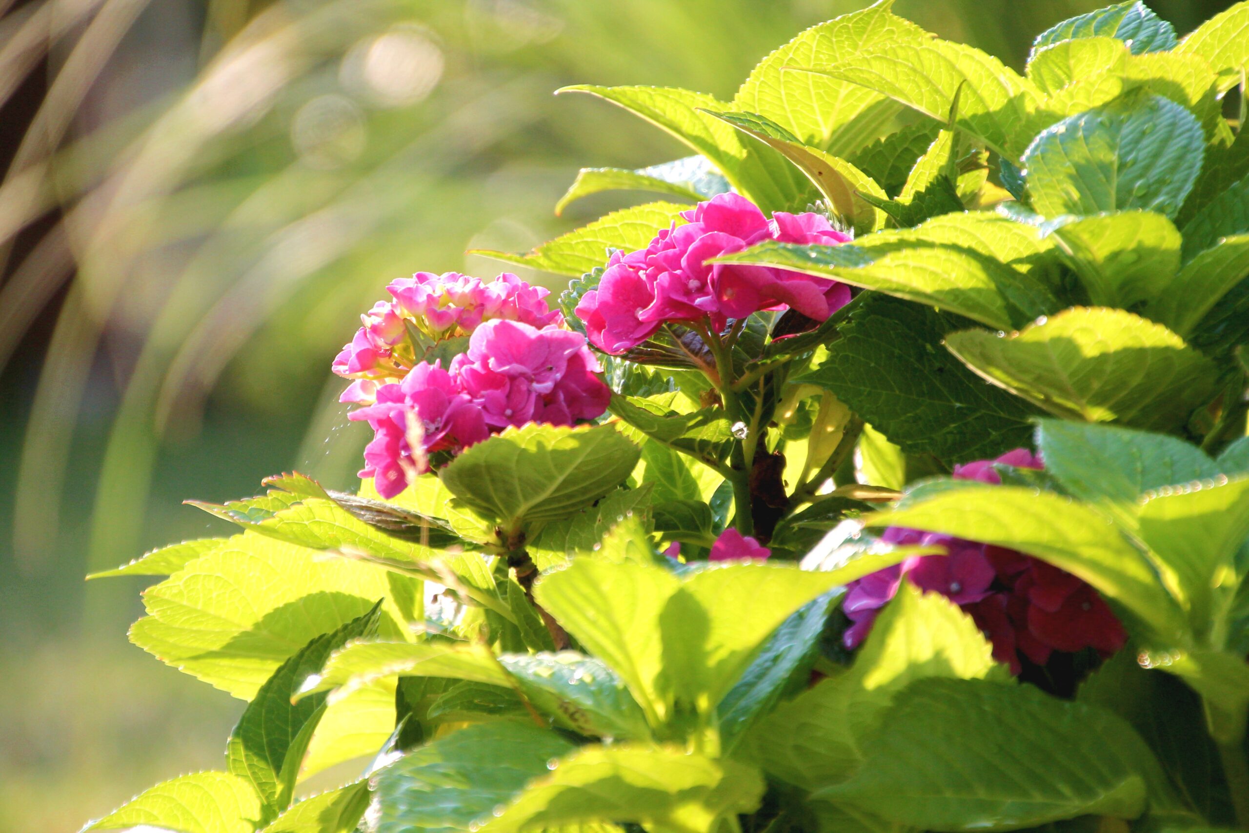 Hortensie-Bokeh-0017