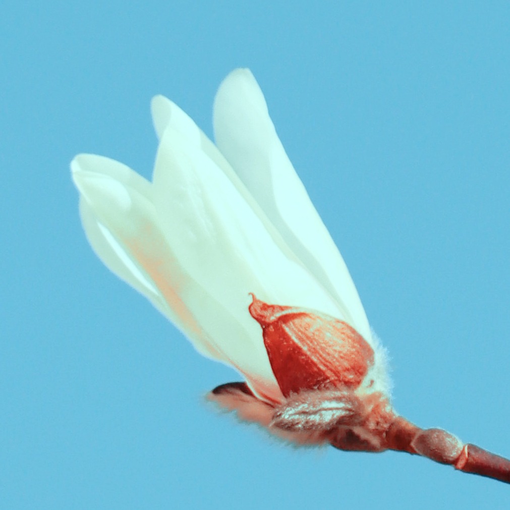 Magnolia Vintage